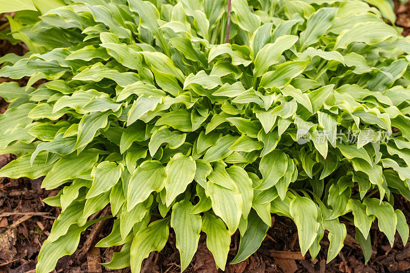 Hosta 'Tattle Tails'在英国伦敦